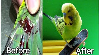 How to treat injured bird naturally [upl. by Jadda]