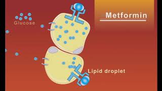 Metformin animation [upl. by Oigaib]