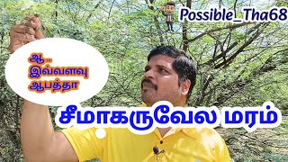 seemai karuvela maram  Prosopis juliflora in tamil  சீமை கருவேல மரம் [upl. by Ani]