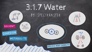 EASY REVISION AQA Alevel Biology 317 Water [upl. by Fairlie622]