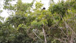 Howler Monkey Roar [upl. by Hodgkinson179]