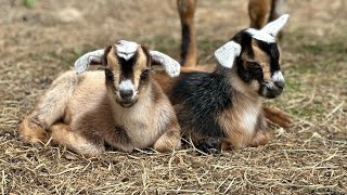 Baby goats play in big pasture for the first time [upl. by Ael]