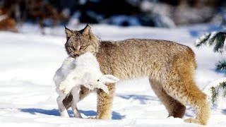 Lynx cleverly hunts down hare [upl. by Werdn]