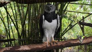 The Call of the Harpy Eagle [upl. by Ahseral]