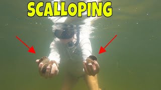 Steinhatchee Florida SCALLOPING  Finding bay scallops in crystal clear water [upl. by Adina245]