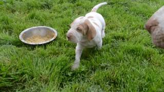 DSC 3566 bracco italiano puppy 3 [upl. by Yraek]