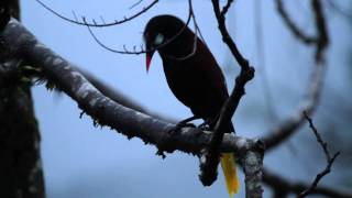 Montezuma Oropendola Display [upl. by Beera]