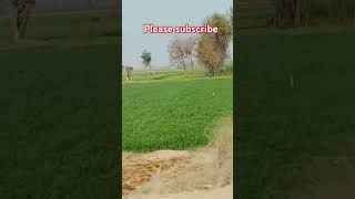 Shilpa Shetty song beautifull view of village barish reels love instagram viralvideo [upl. by Atekan]