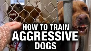 How to Train Aggressive Dogs [upl. by Eirot]