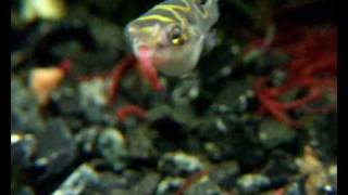 Tetraodon biocellatus  puffer fish [upl. by Rabassa]