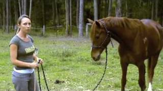 Natural Horsemanship Basics [upl. by Chretien434]