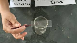 Biology Practical Study of Plasmolysis in epidermal peels [upl. by Sams]