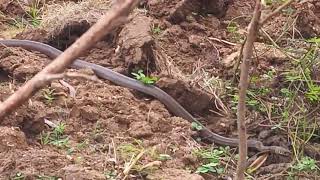 look at The name of this snake is Garadia🐍👈 video animal snake indika sanath sl animals [upl. by Emelen771]