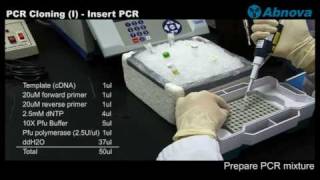 PCR Cloning I Insert PCR [upl. by Brookner364]