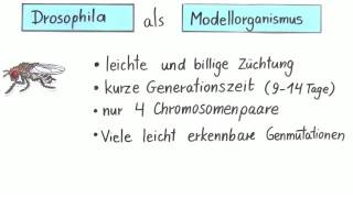 Die Fruchtfliege Drosophila als Modellorganismus für Kreuzungsversuche  Biologie  Genetik [upl. by Abell206]