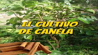 El Cultivo de la Canela [upl. by Ragde]