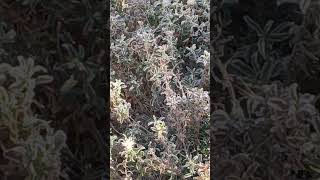 Hoar frost or WHORE FLOSS🤣 nature frost magic [upl. by Irrej]