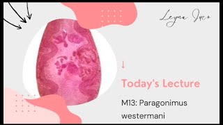 PARASITOLOGYM13 Paragonimus westermani [upl. by Ahsikad]