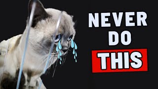 10 Things a Cat Will NEVER Forgive😱3 Is Shocking [upl. by Gena217]