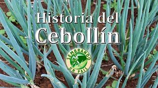 💚🌱Historia del Cebollín🌱💚 [upl. by Santana524]