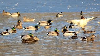 Mallard ducks quacking sounds [upl. by Parfitt]