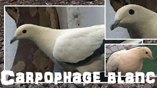 Ducula bicolor  Scopoli 1786  Columbidae  Carpophage blanc  Ménagerie de Paris  032015 [upl. by Acassej965]