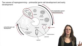 41 Introduction to epigenetic reprogramming of the maternal and paternal genomes  Epigenetic [upl. by Lourdes]