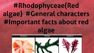 B Sc 1st year RhodophyceaeRed algae General features Important facts about red algae [upl. by Assitruc424]