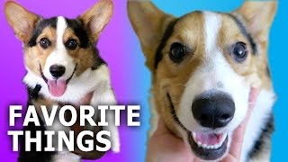 CORGI DOGS GIFT GUIDE REVIEW amp GIVEAWAY  Gatsbys Favorite Things [upl. by Eliga]