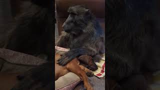 The perfect Baboon and Puppy duo 🐶🐒 puppy monkey animallover cuteanimals farmlife [upl. by Cobbie27]