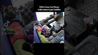 nikiscrazycathouse Love life live Happy cat Cats cute video lol funny tiktok youtube [upl. by Aerdnaid]