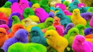 Ayam Lucu ayam warna warni ayam rainbow kelinci lucu bebek lucu ikan koi Hewan Lucu 14 [upl. by Yadsnil]