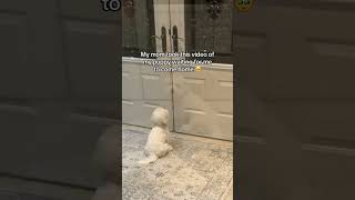 Heartwarming Your Pet Waiting for You to Come Home from Work dogemotions dogbehavior petemotion [upl. by Ardnat]