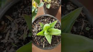 Newly purchased Plants  Haworthia Aloe Hoya Ivy and Gasteria plants [upl. by Karlan]