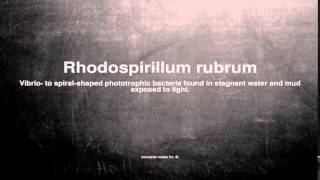 Medical vocabulary What does Rhodospirillum rubrum mean [upl. by Hillinck931]