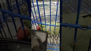 main tota main tota parrotsinging funny talkingparrot fantasticparrot [upl. by Aseek738]