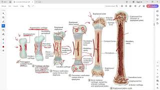 Bone development endochondral ossification [upl. by Harbard]