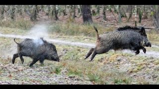 La Chasse Au SanglierBattue SanglierWild Boar Hunting [upl. by Tressia]