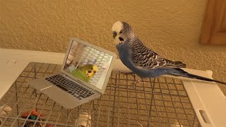 Budgies chat with new laptop [upl. by Paver160]