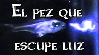 El misterio del pez que escupe luz [upl. by Cirillo]