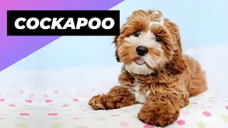 Cockapoo 🐶 One Of The Most Popular Crossbreed Dogs In The World [upl. by Yclehc]