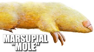 Marsupial Mole Facts NOT Really a quotMolequot 🐭 Animal Fact Files [upl. by Ecyaj978]