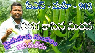 45 రోజుల కే తోట సూపర్ఒక్కొక్క చెట్టుకి 2kg 3kg కాయలు వైరస్ చూద్దామన్న ఒక చెట్టు లేదుPSMAHI903 [upl. by Fabrice725]