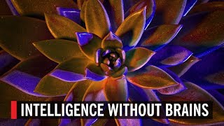 Intelligence Without Brains [upl. by Baptista602]