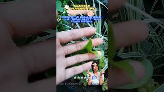 Bibit daun salam promo shorts berkebun tanamanviral viral beranda apt [upl. by Adrianna]