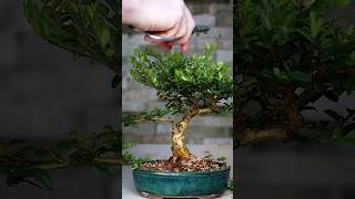 Making Bonsai from Collected Material 🪴 [upl. by Harsho]