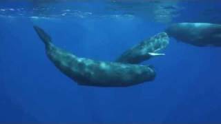 The Sounds of the Sperm Whale [upl. by Morganica]