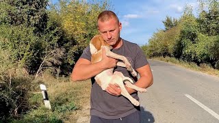 Rescue recovery and adoption of abandoned lonely puppy [upl. by Alberik892]