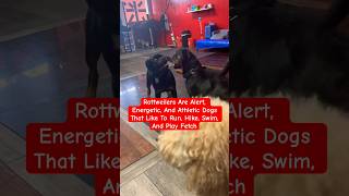 Rottweilers Are Known For Being Playful barkingbliss doglover dog viral dogshorts rottweiler [upl. by Jamel]