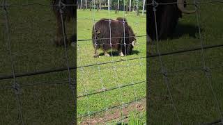 Musk ox research station wildlife animals animal animallover biggame muskox ox big youtube [upl. by Ekusuy]